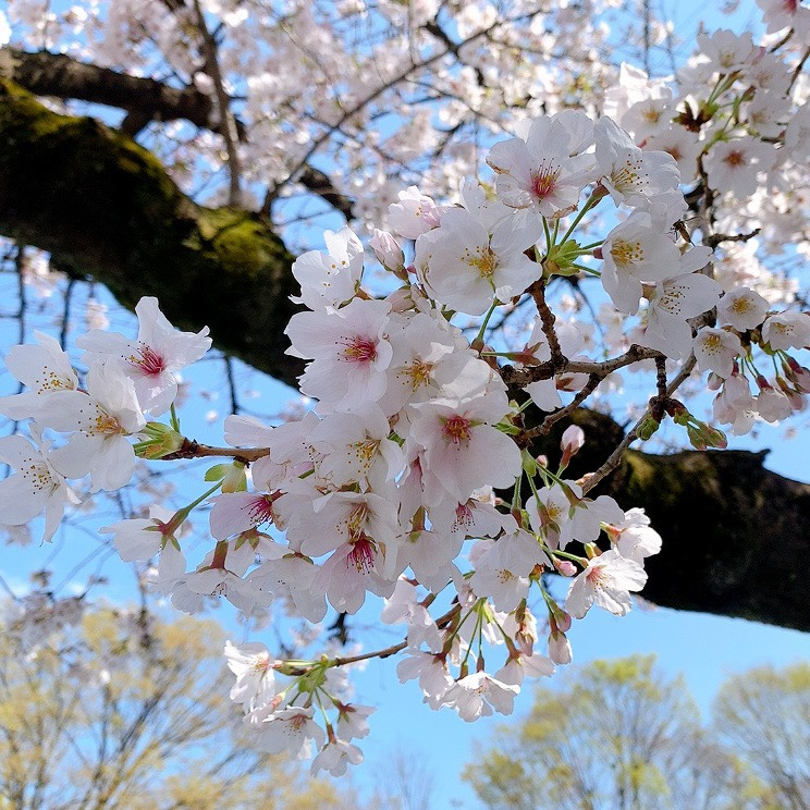 都会のオアシス桜満開！
