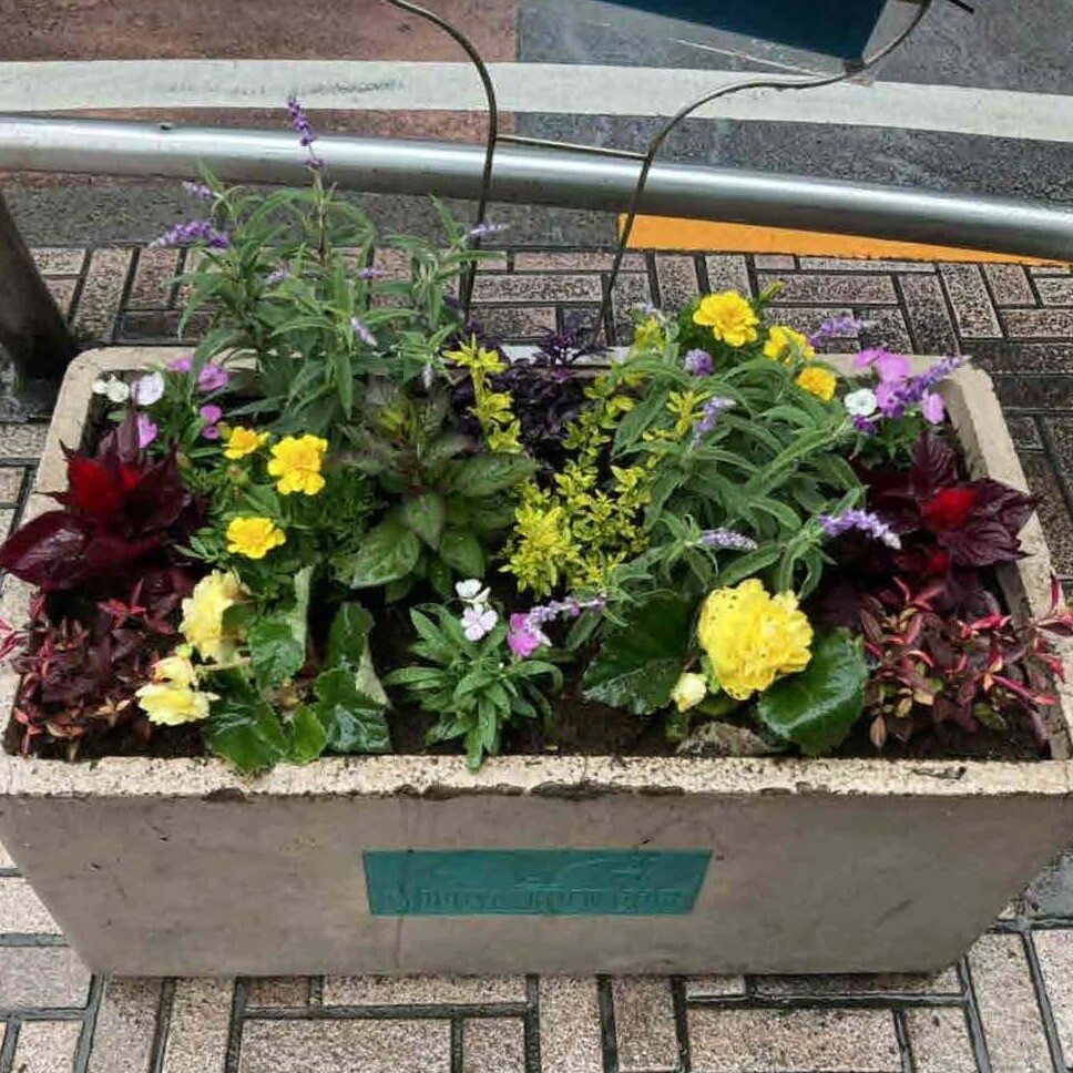 公園通りのプランターが植え替えられました