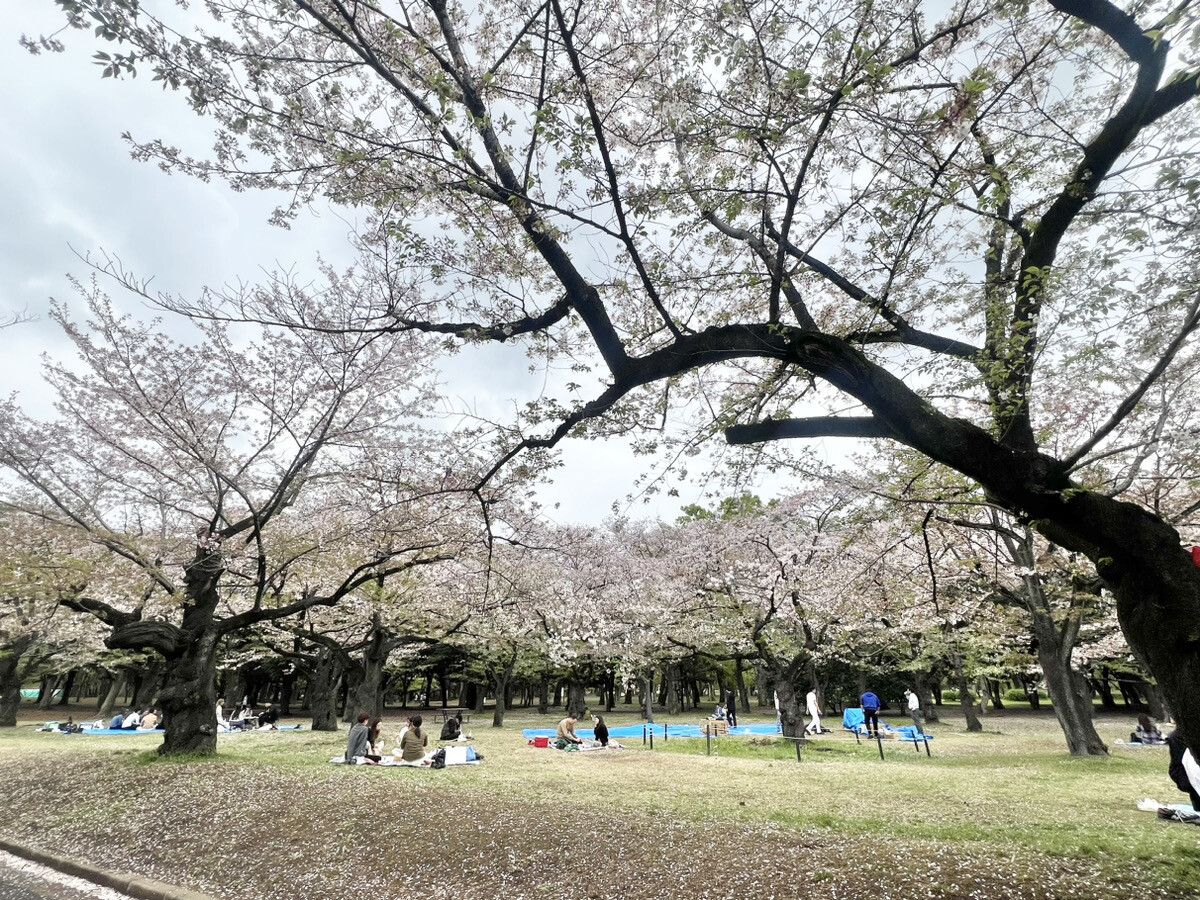 代々木公園で葉桜お花見♫