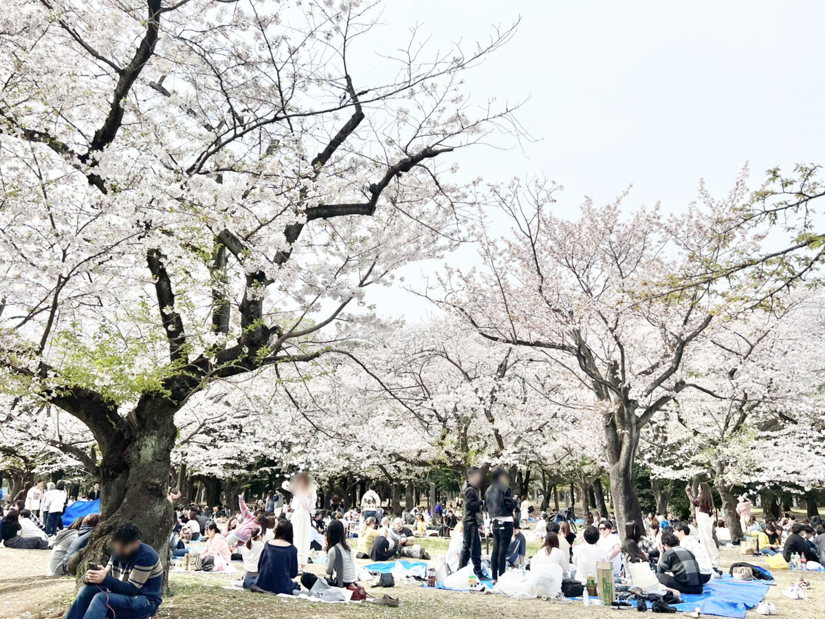 代々木公園でお花見♪